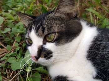 Close-up portrait of a cat