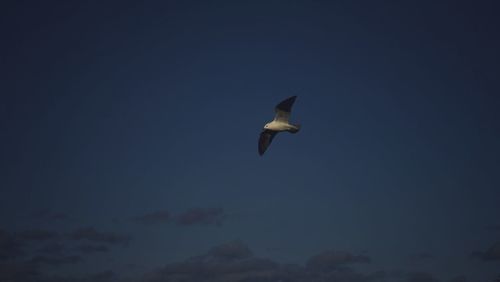 Bird flying against sky
