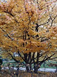 Low angle view of cherry blossoms in spring