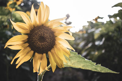 Close-up of wilted sunflower on plant