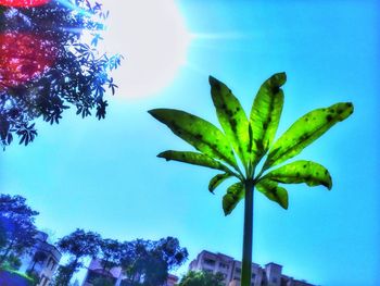 Low angle view of palm tree against blue sky