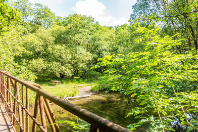 Scenic view of trees in forest against sky