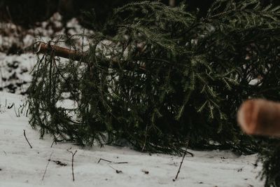 Close-up of christmas tree during winter