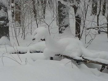 Frozen trees during winter