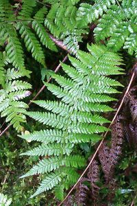 Close-up of plants