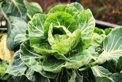 Close-up of fresh green leaves