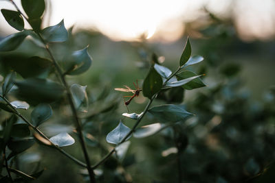 Close-up of plant