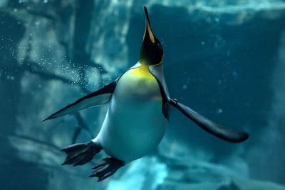 Close-up of penguin