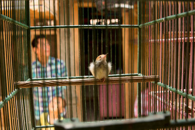 Close-up of bird in cage