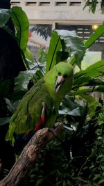 Close-up of parrot perching on tree