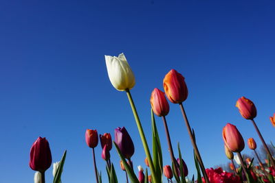 Low angle view of flowering plants against blue sky