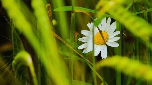 Close-up of white flower