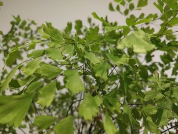 Close-up of green leaves