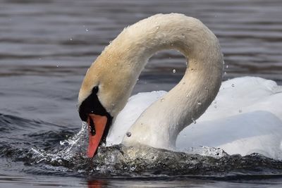 Close-up of swan swimming in lake