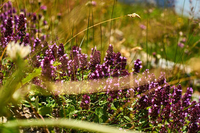 Close-up of purple flowering plants on field