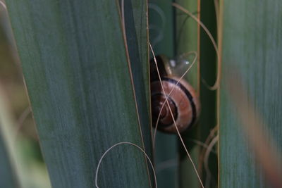 Close-up of insect on plant