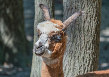 Close-up of an animal