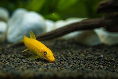 Close-up of yellow fish swimming in sea