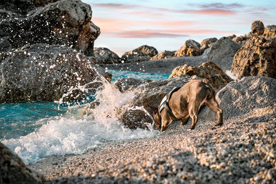 French bulldog dog on the beach