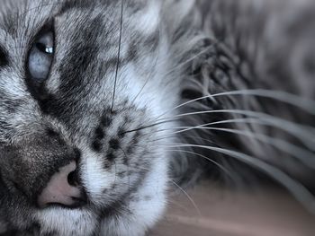 Close-up of cat sleeping