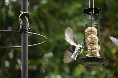 Close-up of bird perching on feeder