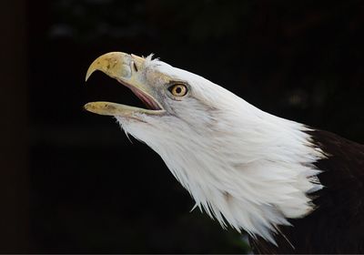 Close-up of bird against black background