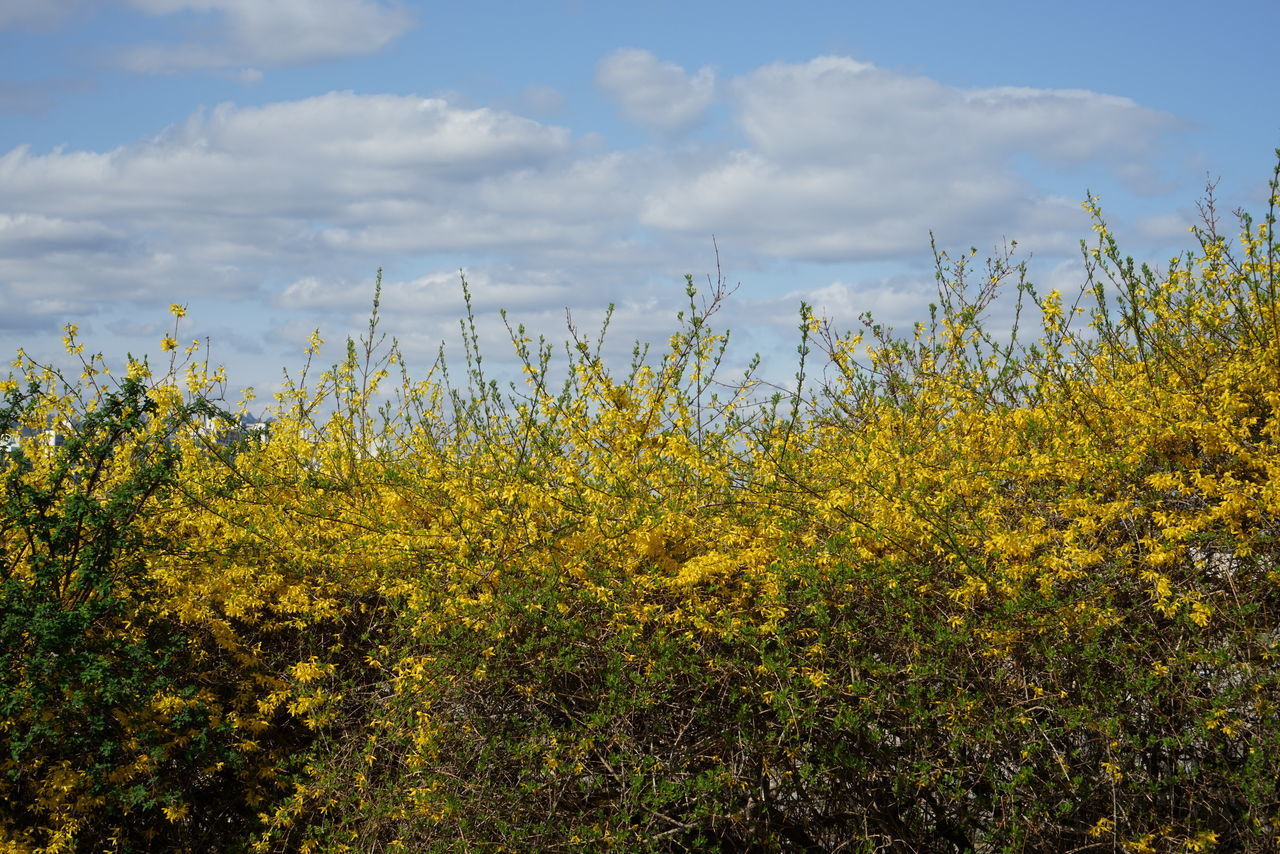 YELLOW FLOWERING PLANTS ON FIELD