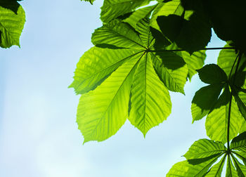 Low angle view of leaves against sky