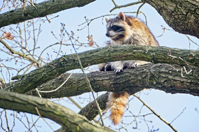 Low angle view of monkey sitting on tree