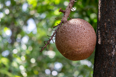 Close-up of fruits hanging on tree