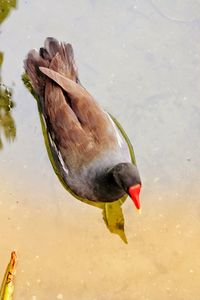 High angle view of duck swimming in lake