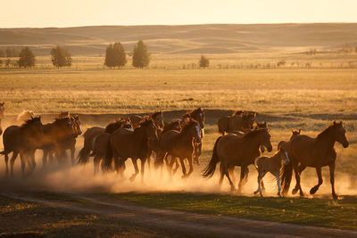 Herd of horses at sunset