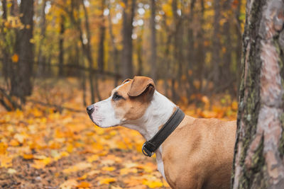 Dog looking away while standing against trees in forest