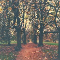 Autumn trees in park