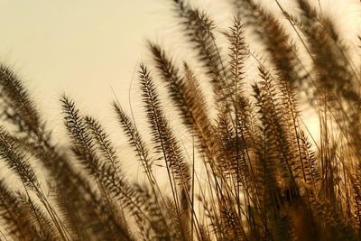 Close-up of wheat growing on field