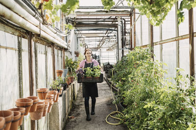 Gardner carrying plants in crate at greenhouse