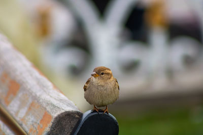 Close-up of bird perching on outdoors