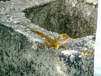 Lizard on wall