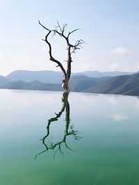 Bare tree by lake against sky