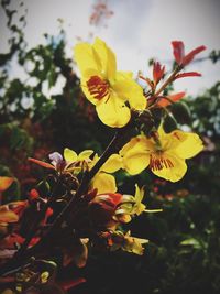 Close-up of yellow flower