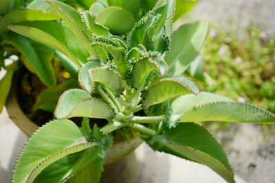 Close-up of succulent plant