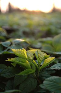 Close-up of fresh green plant