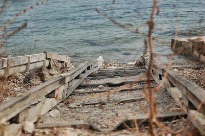 Cat on wood by water