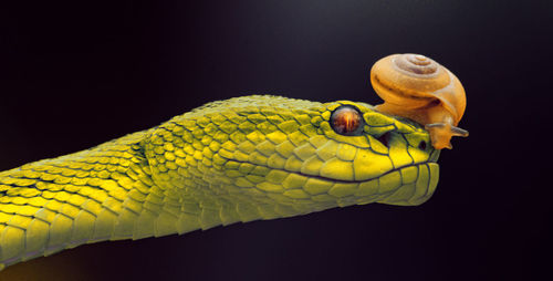 Close-up of snake against black background