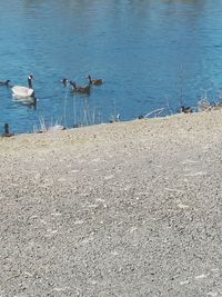 Birds in lake