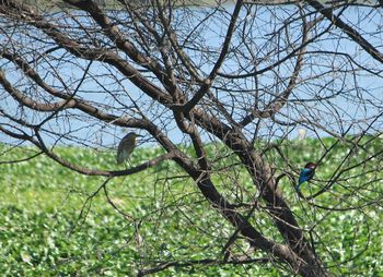 Low angle view of tree against sky