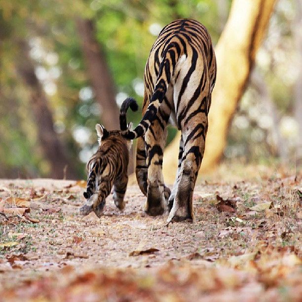 animal themes, animals in the wild, wildlife, one animal, striped, zebra, animal markings, field, safari animals, full length, mammal, side view, standing, selective focus, togetherness, nature, focus on foreground, forest, outdoors, zoology