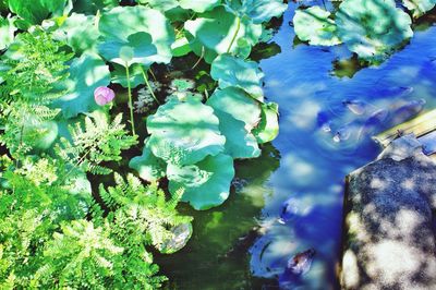 Leaves floating on water