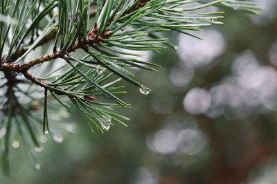 Close-up of raindrops on pine needles