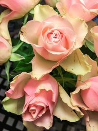 Close-up of pink roses